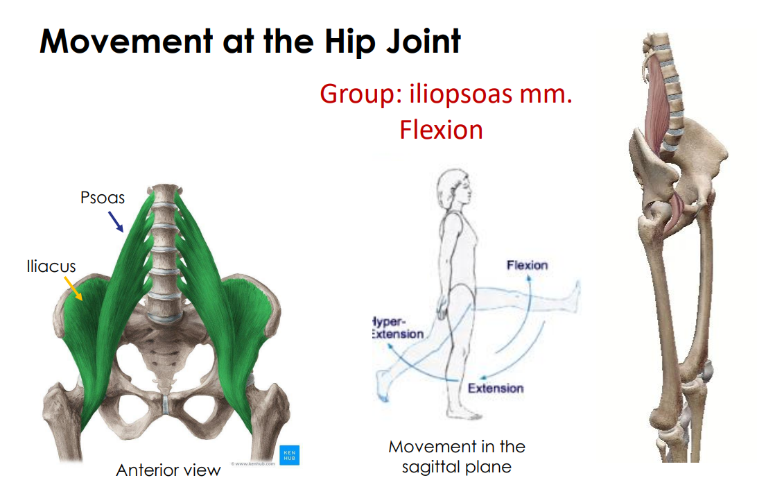 <p>- movement at the hip joint</p><p>- movement in the sagittal plane</p><p>- psoas and iliacus</p><p>ANIMATION ON SLIDE 34</p><ul><li><p>flexion</p></li></ul><p></p>
