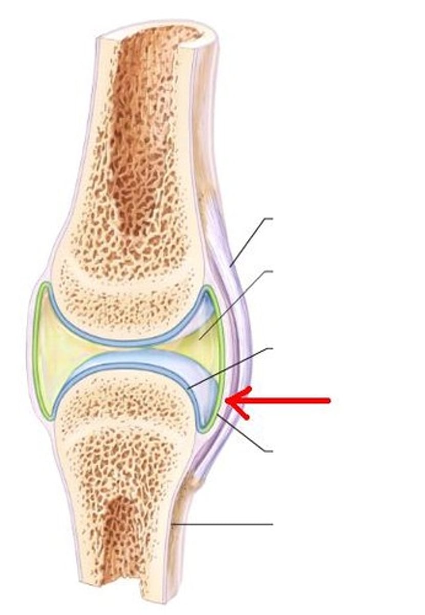 Joints of the Axial Skeleton Flashcards Knowt