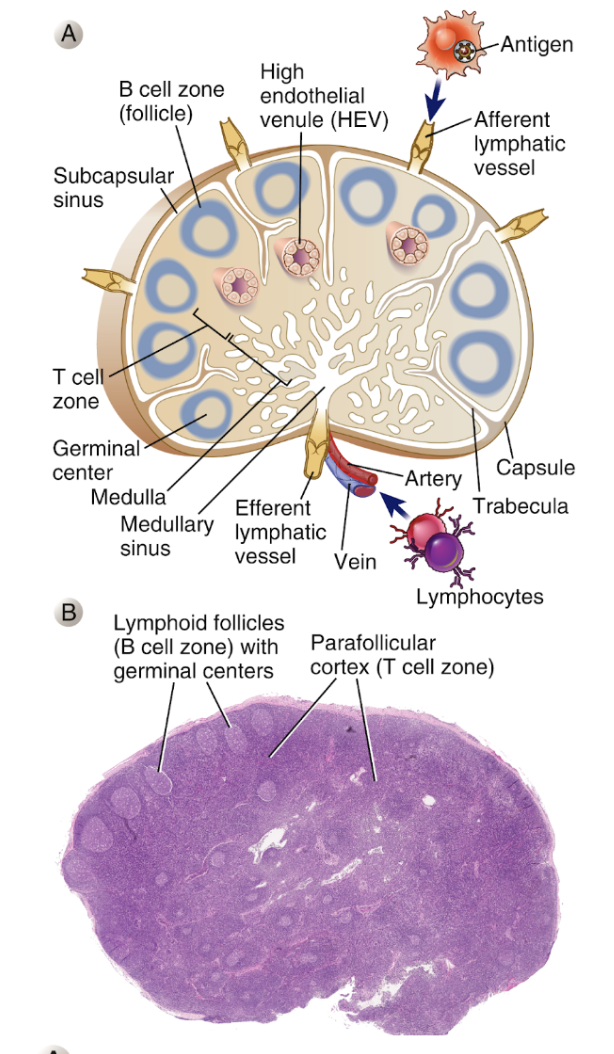 <p>Inkapslade strukturer med fibrösa kapslar. Under kapseln finns ett sinus där <strong>afferenta lymfkärl </strong>tömmer sig med DC. I <strong>sinuset</strong> finns makrofager. </p><p>Ytterst finns ett cortex med <strong>folliklar</strong> berikat med B-celler. Folliklarna kan antingen ha ett GC eller inte.</p><p>Sedan finns ett <strong>parafollikulärt cortex </strong>med mestadels T-celler. De kommer dit via <strong>HEVs</strong>. </p>