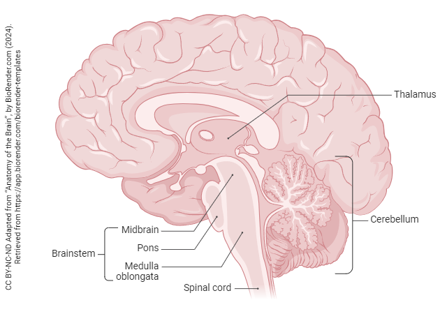 <p>forebrain’s sensory control center; directs messages to the sensory receiving areas in the cortex and transmits replies to the cerebellum and medulla</p>