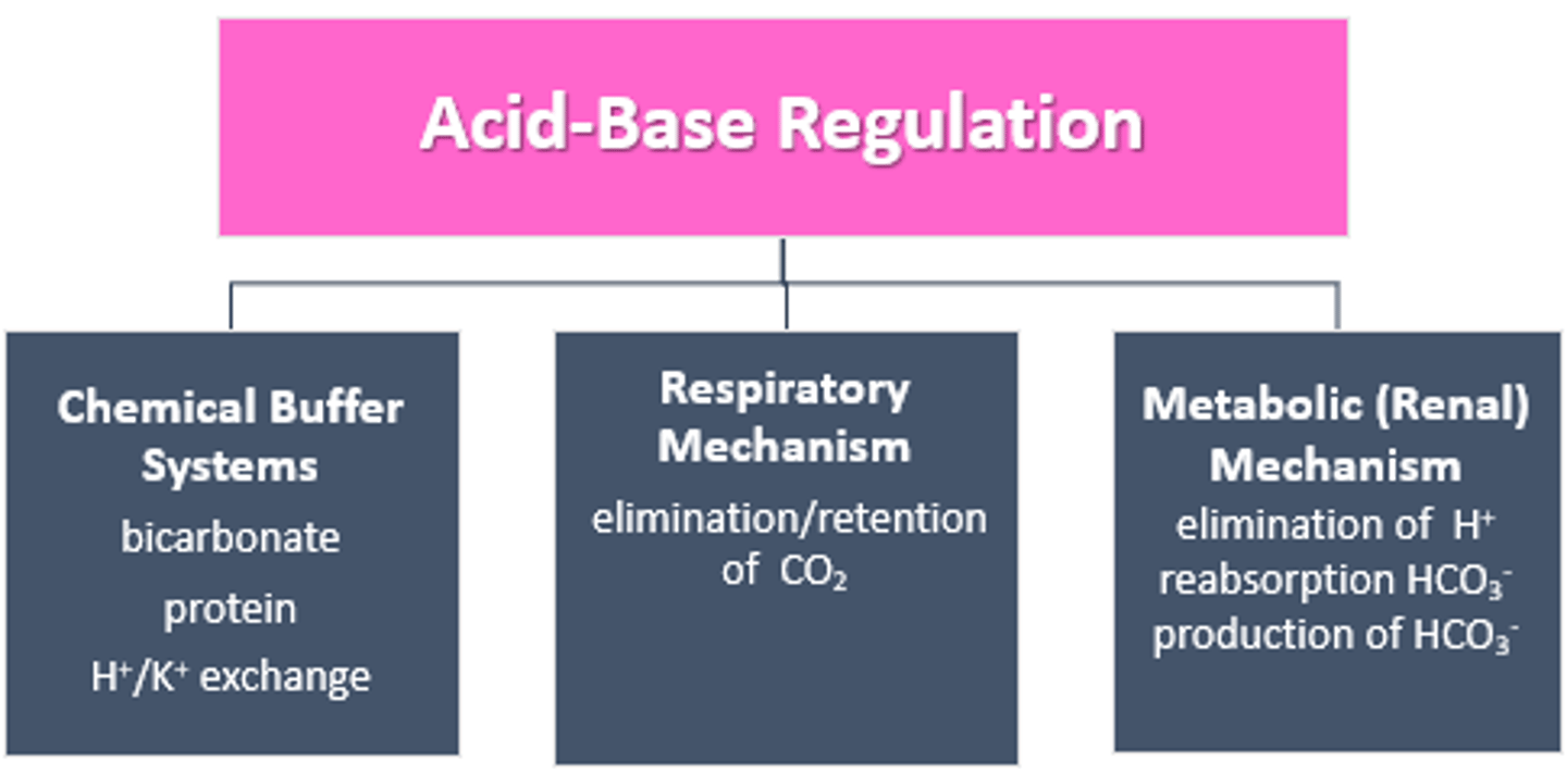 <p>- Buffer system is the first to respond</p><p>- Respiratory mechanism is 2nd to respond</p><p>- Metabolic is 3rd to respond</p>