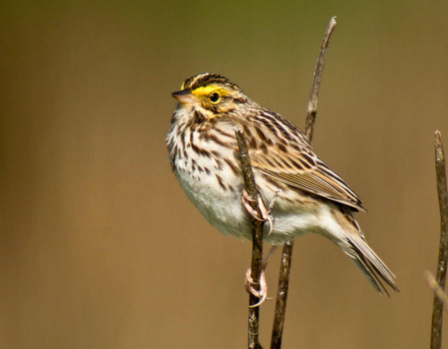 <p>Passerellidae</p>