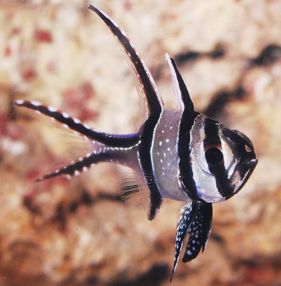 <p>cardinalfishes</p><p></p><p></p><p>Key traits:&nbsp;</p><ul><li><p>385 spp</p></li><li><p>coral reefs ( few brackish and freshwater)</p></li><li><p>separate dorsal fins, 2 anal spines, large eyes</p></li><li><p>nocturnal planktivores</p></li></ul><p></p>