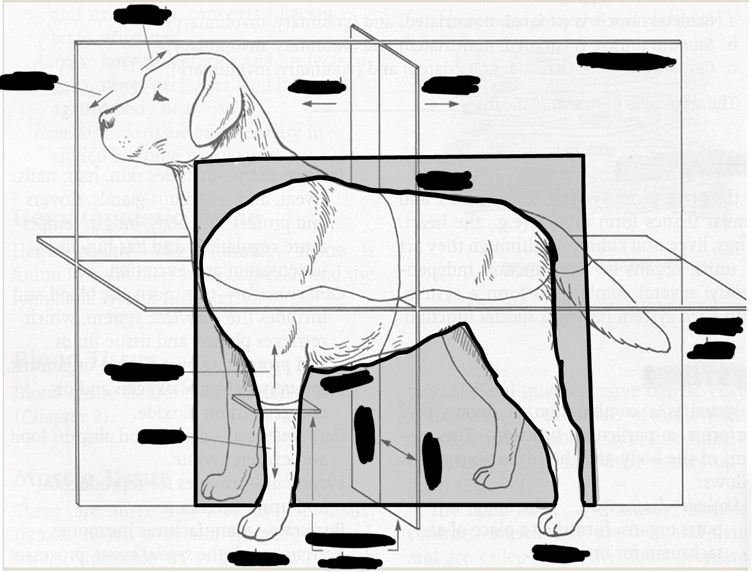 <p>divides the body into right and left unequal parts</p>