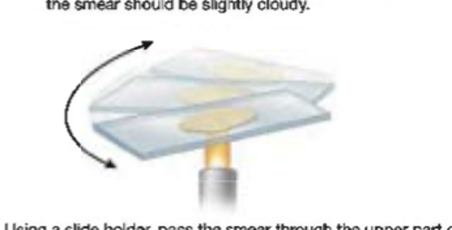 <p>what is the purpose of heat fixing?</p>