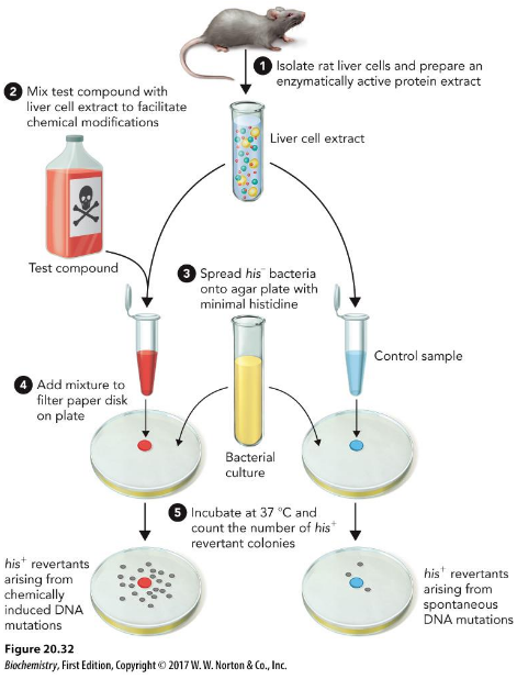 <p>Several strains of the bacterium Salmonella typhimurium carry mutations in genes involved in histidine synthesis. These strains are auxotrophic mutants, i.e. they require histidine for growth, but cannot produce it.</p><p>The method tests the capability of the tested substance in creating mutations so that the cells can grow on a histidine-free medium.</p>