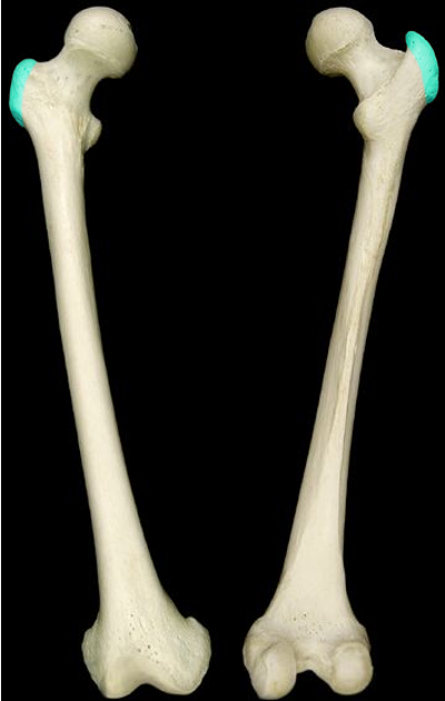 <p>small projection opposite the femur head (lateral)</p>