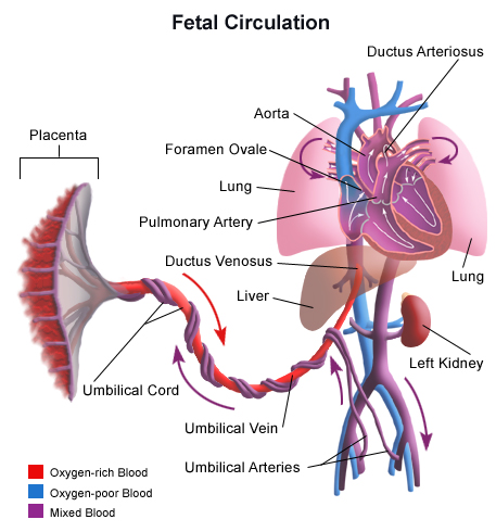 <p>a temporary organ that connects the baby to the uterus during pregnancy; develops shortly after conception and attaches to the wall of the uterus; umbilical vein carries oxygenated blood from this organ to fetus and  umbilical arteries carrying deoxygenated blood from the fetus bring it back here.&nbsp;</p>