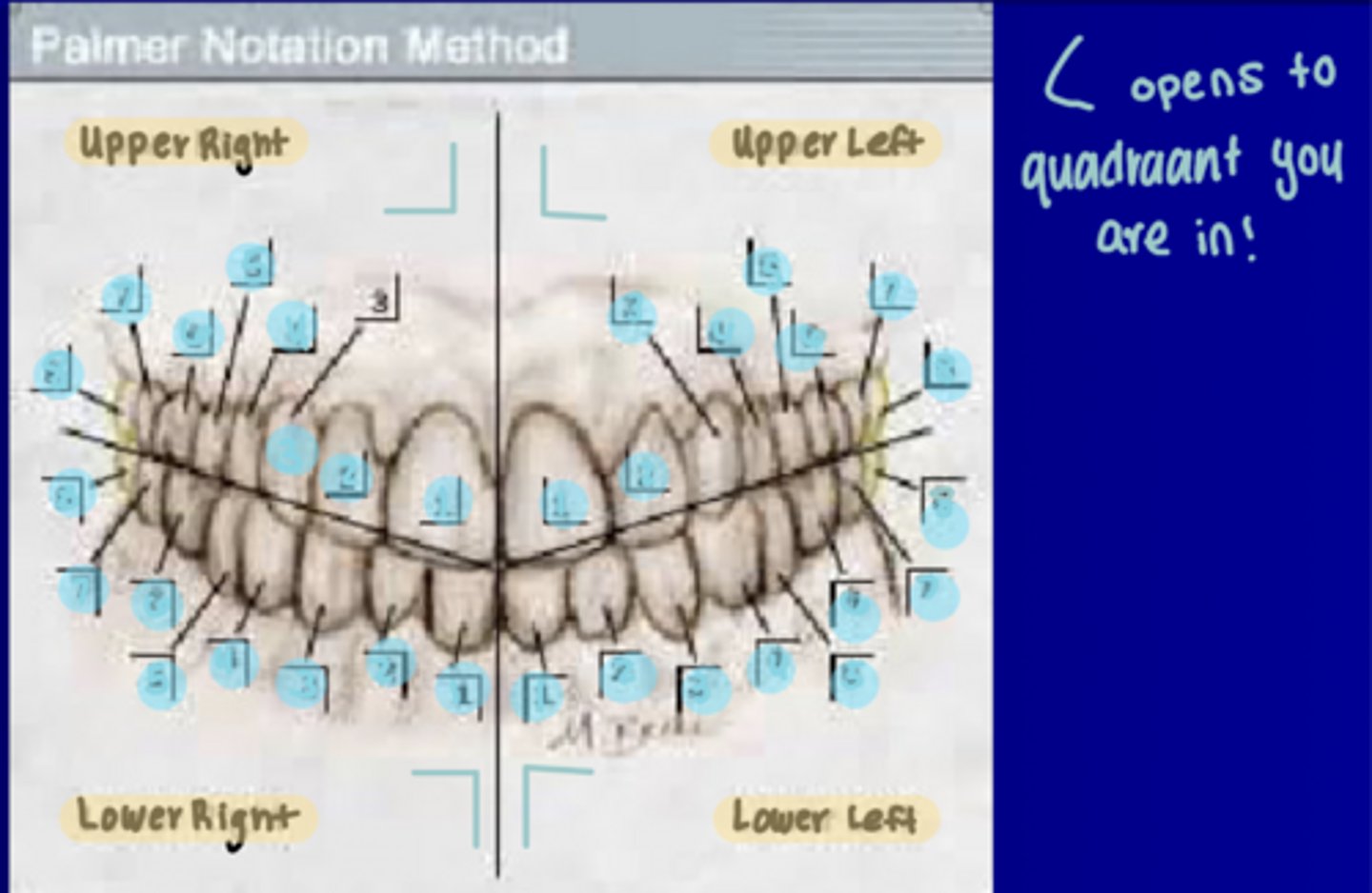 <p>Uses quadrants 1-4 UR to LR and numbers #1-8 starting at midline and numbers are in brackets</p>