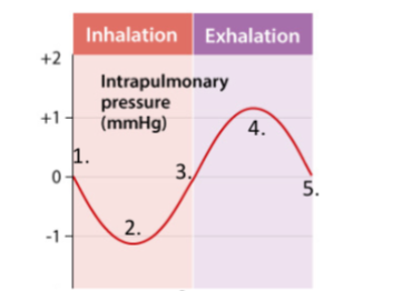 <p>What’s process of ventilation for rsting breathing? (5)</p><p></p>