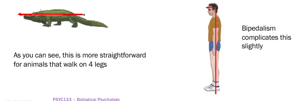 <ul><li><p>terms for a 3D coordinate system to help neuroanatomists explain where something is in the brain</p></li><li><p>Described in relation to orientation of the neuraxis- the direction in which the CNS lies in relation to spinal cord</p></li></ul><p></p>