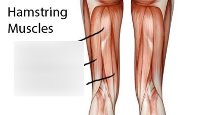 <p>What muscle is this (the 3rd line pointing/ muscle most medial)? What is an origin? What is an insertion? What is an action?</p>