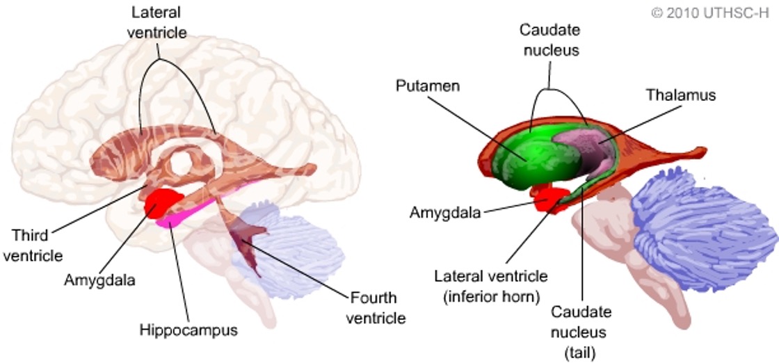 <p><span>group of nuclei near the tip of the tail of the <strong>caudate nucleus</strong>, close to the hippocampus in the temporal lobe of the brain</span></p><ul><li><p>seat of emotional expression</p></li></ul><p></p>