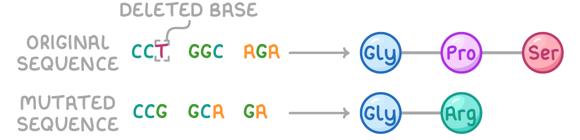 <p>one or more nucleotides deleted from a DNA base sequence</p>