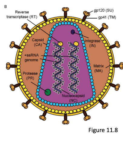 * the capsid protein (CA)
* +ssRNA genome
