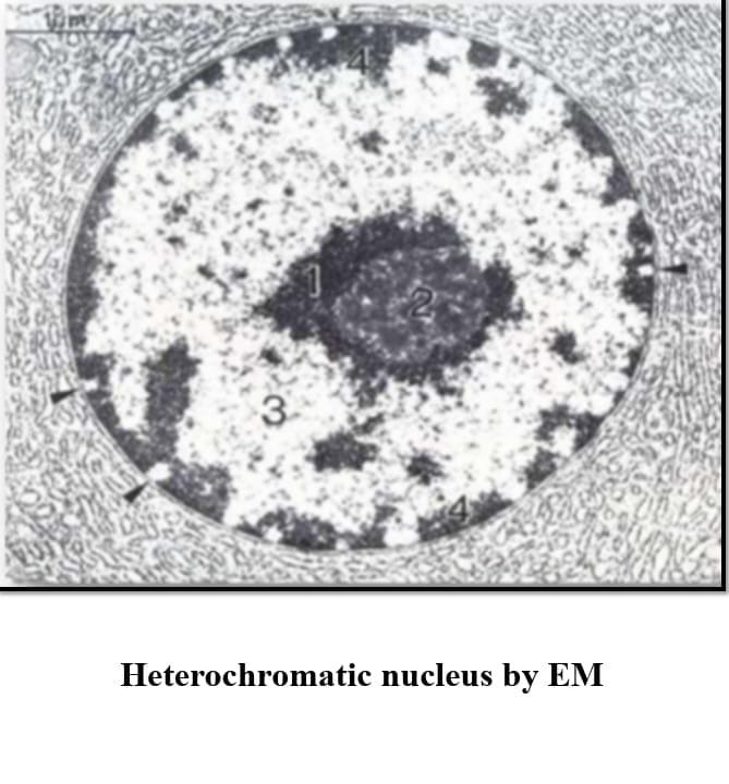 <p>Term 11</p>