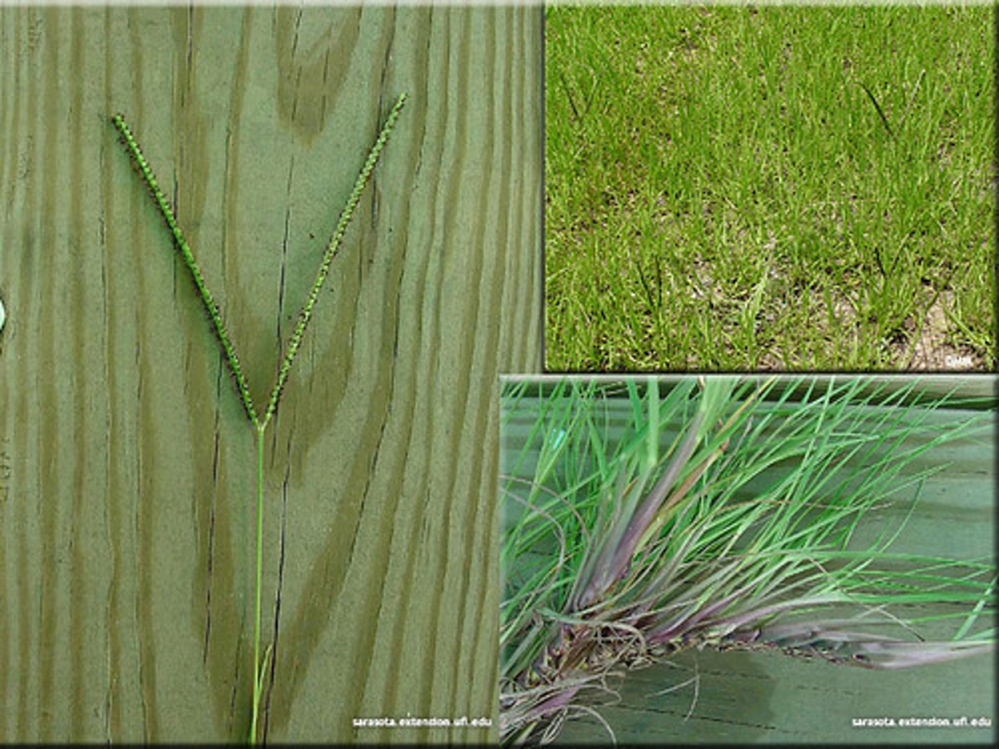 <p>exotic<br>grass<br>good for livestock/turf forming<br>suppresses fire<br>"y-shaped" seedheadd</p>