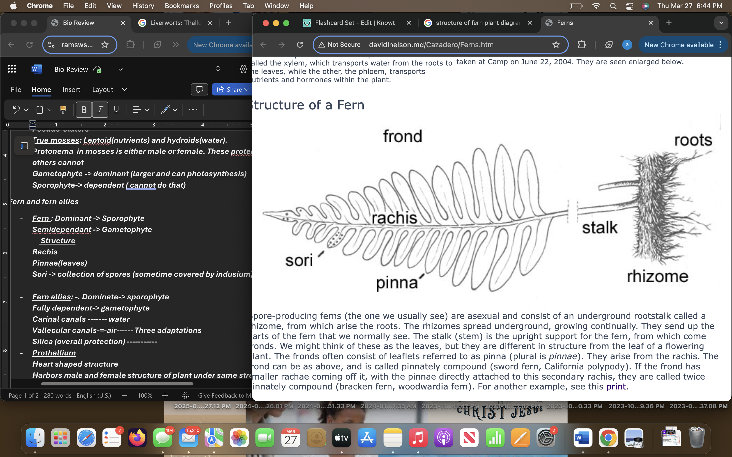 <p>Rachis → are arrangements of leaflets </p><p>Pinnae→  leaves</p><p>Sori <span><strong><em>→ collection of spores (sometime covered by indusium)</em></strong>&nbsp;</span></p>