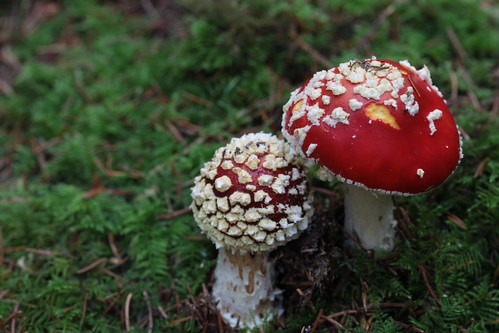 club fungi-basidium is club shaped
include mushrooms, puffballs, toadstools