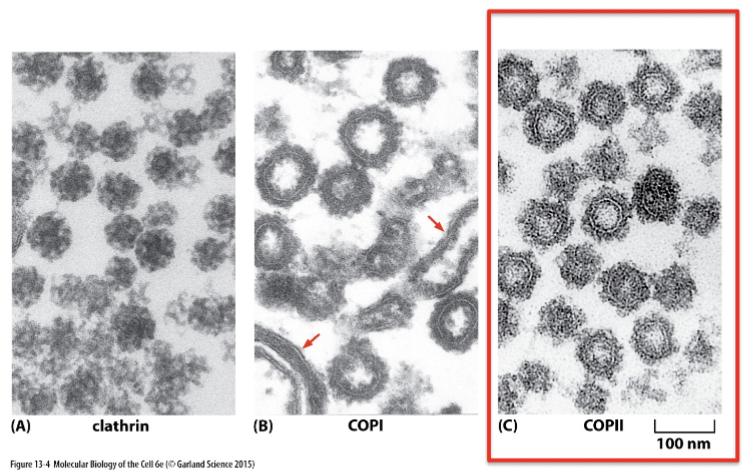 <p>three main coat proteins: each have a different distribution and mediate different transport steps</p><p>Each move different cargos, but the mechanism of budding and fusing is similar</p>