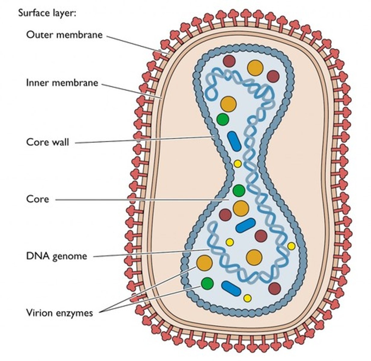 <p>pox-viridae</p>