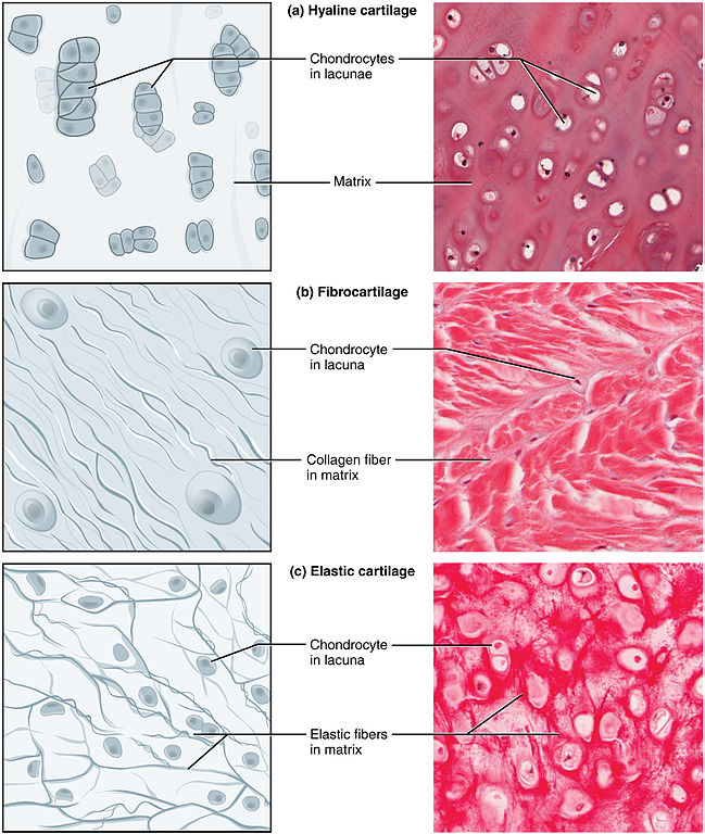 - Hyaline: flexible and transparent. Contains collagen fibers (not 
visible) 
-Elastic: contains elastic fibers that are visible.
-Fibrous: compact, with visible dense collagen fibers