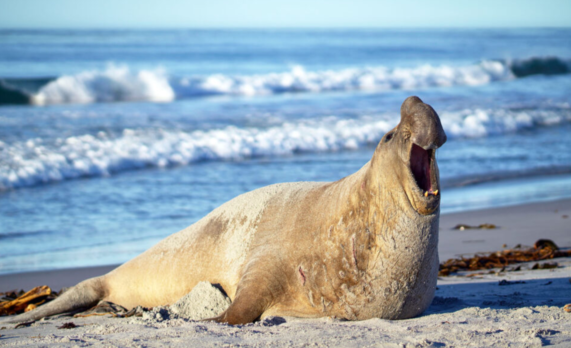 <p>Polygyny is when one male mates exclusively with a group of females. An example of a polygynous species is the Southern elephant seal (Mirounga leonina).</p>