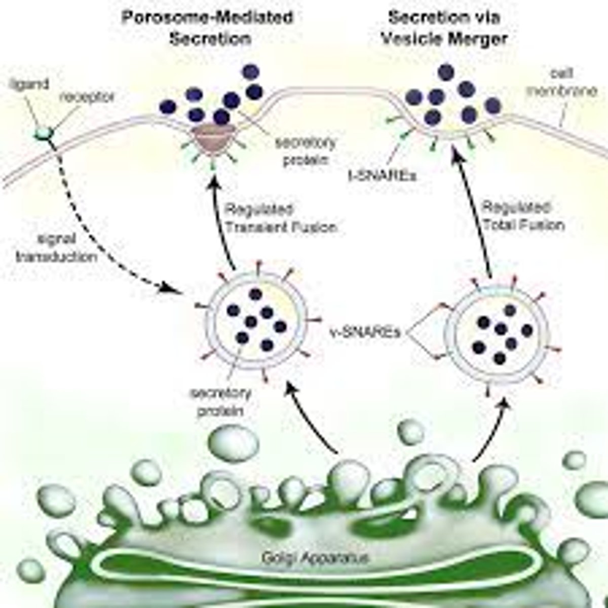 <p>The secretory pathway occurs in a vectorial manner and begins with uptake of amino acids that are used by the rough endoplasmic reticulum to produce newly synthesized proteins. These new proteins are transported to the Golgi complex for further processing and sorting. Proteins exit the Golgi complex in membrane-bound condensing vacuoles. As these vacuoles mature to secretory granules, they bud off from the membrane and the proteins stored inside are posttranslationally modified prior to exocytosis (Castle, 1993; Marino and Gorelick, 2009). As the proteins move through each of the stages of the secretory pathway toward the apical surface, they become more concentrated. Granules then dock and fuse with the apical membrane, which is mediated by SNARE proteins</p>