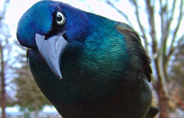 <p>Common Grackle</p>