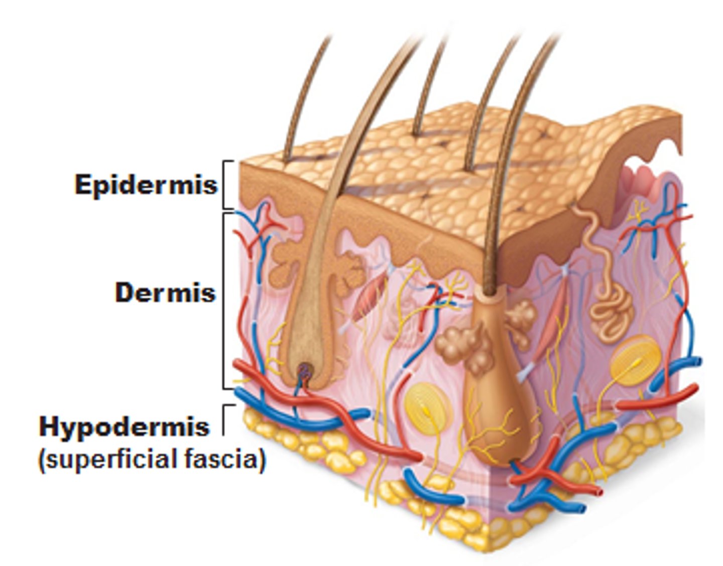 <p>Epidermis,</p><p>Dermis,</p><p>Hypodermis</p>