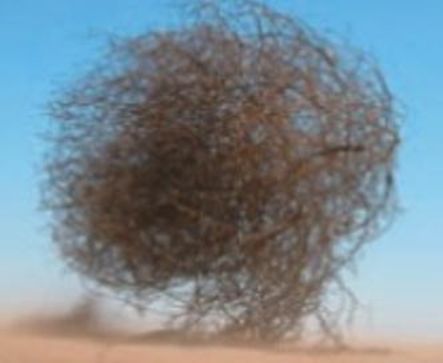 <p>An example of a plant that uses wind as a mechanism for seed dispersal.</p>