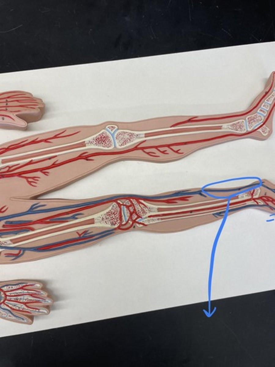 <p>longest vein in body;</p><p>drains blood from foot, leg, and thigh;</p><p>joins with femoral vein</p>