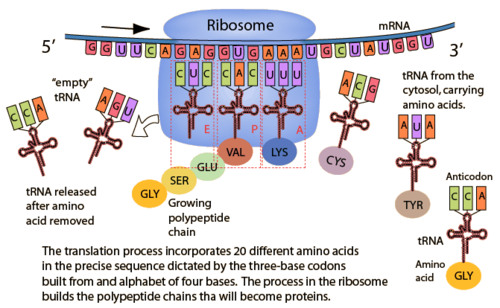 The synthesis of a polypeptide using the genetic information encoded in a mRNA molecule. There is a change of "language" from nucleotides to amino acids.