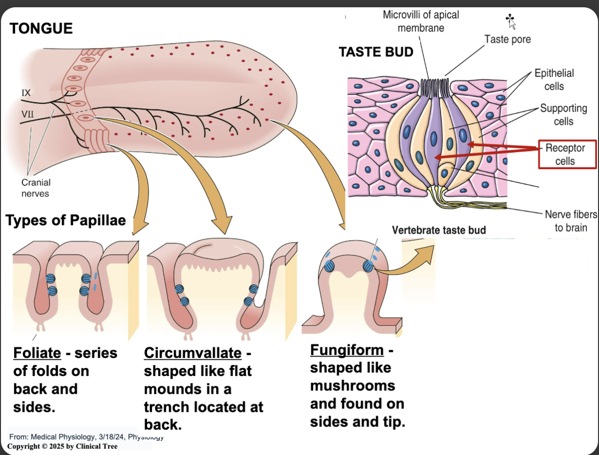 <p>papillae</p><ul><li><p>foliate: senses of bolds on back and sides of tongue</p></li><li><p>circumvallate: shaped like fat mounds in a trench located on the back of tongue</p></li><li><p>fungiform: shaped like mushroom and found on sides and tip of tongue</p><ul><li><p>these contain your taste buds</p></li></ul></li></ul><p></p>