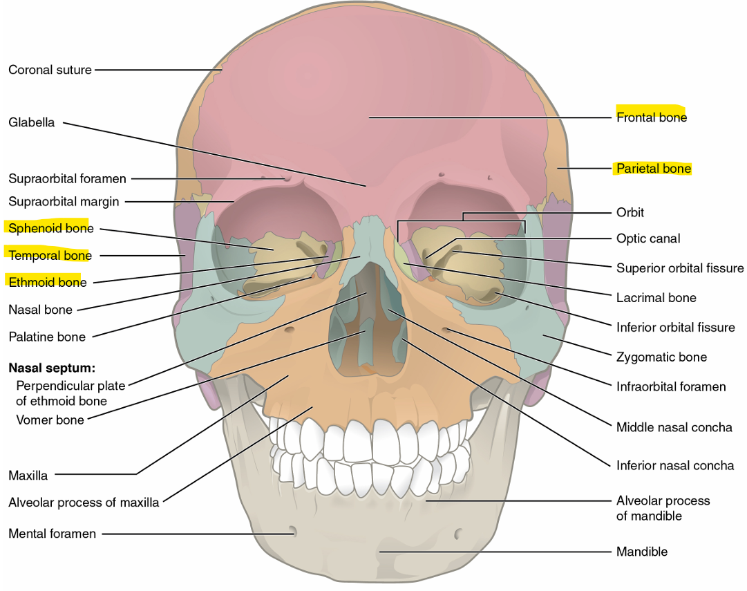 <p>frontal bone → forehead, separated from parietal by coronal suture</p><p>parietal bones → upper lateral sides of skull, separated by sagittal suture</p><p>temporal bones → lower lateral sides of skull, separated from sagittal by squamous suture</p><p>occipital bone → back of skull, separated from parietal by lambdoid suture</p><p>sphenoid bone → forms base of skull, looks like a bat, seen in back of eye cavity</p><p>ethmoid bone → single, midline bone that forms walls of upper nasal cavity and medial wall of the orbit</p>