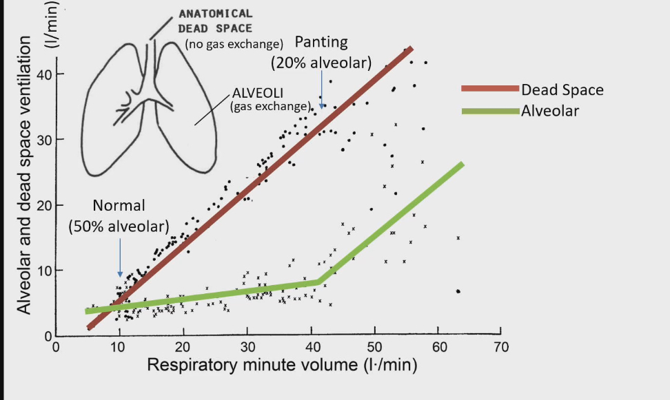 <ul><li><p>X axis: total volume air breathing in and out/min</p></li><li><p>Y axis : volume air breathing in and out/min in alveoli vs dead space</p></li><li><p>At 10 l/value : 50 % alveolar</p></li><li><p>At 40 l/min only 20% of air in alveolar, the rest stays in anatomical dead space</p></li><li><p>At panting, majority of air in anatomical dead space=this is because they are taking short shallow breathes and not breathing deeply</p></li></ul><p></p>