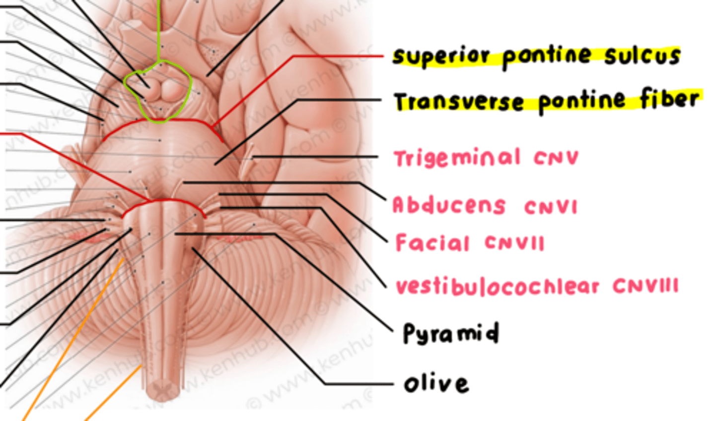 <p>rostral and caudal sulcus around pons</p>