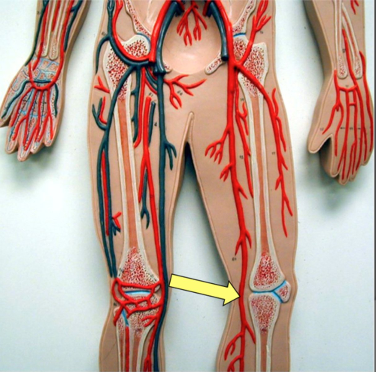 <p>Identify the vessel (include artery vs vein)</p>