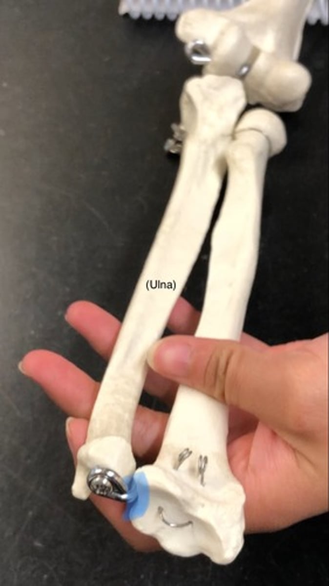 <p>head of the ulna fits in</p>