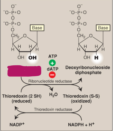 <p>Label this deoxyribonucleotide conversion.</p>