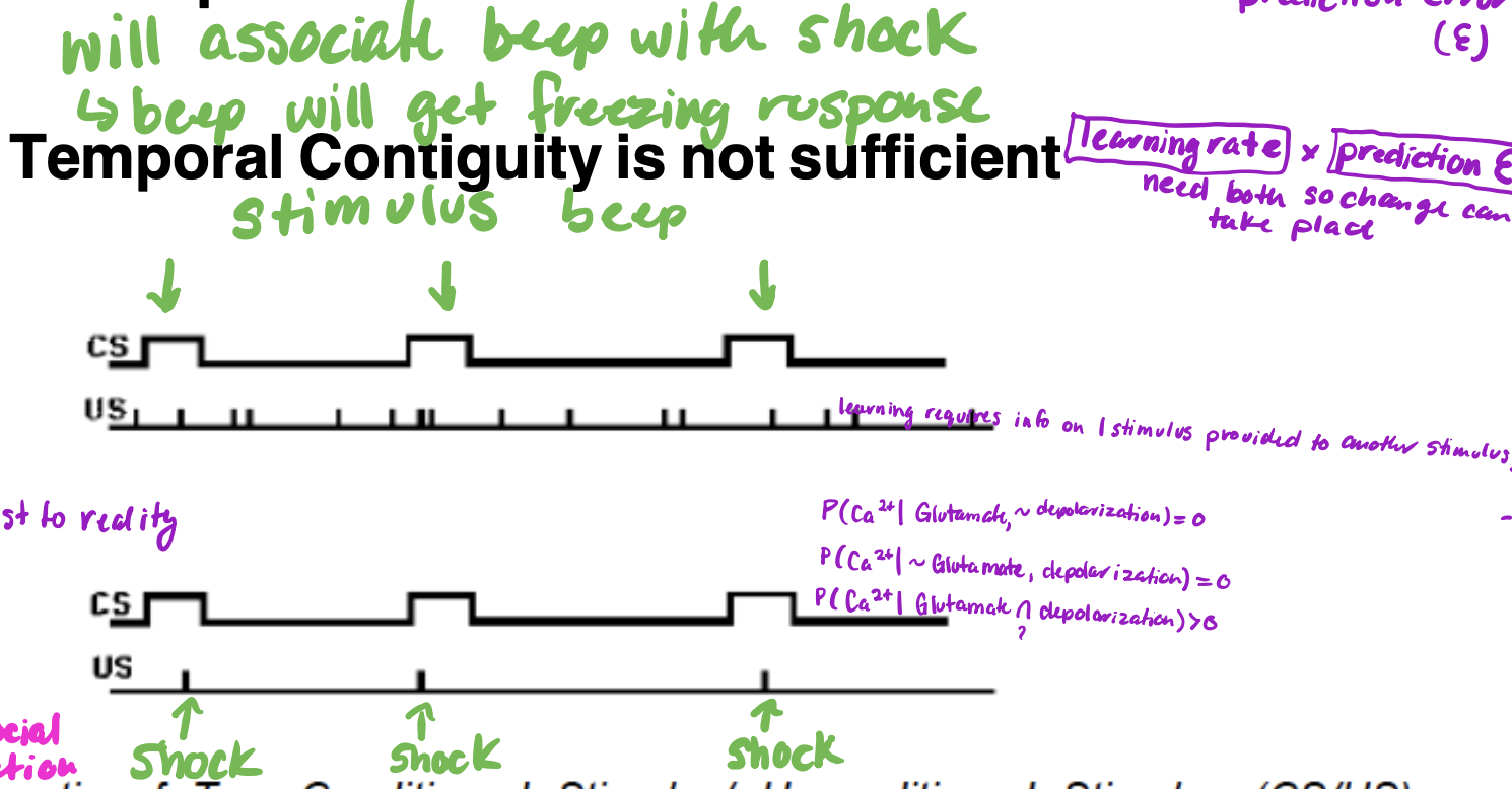 <p>• there is temporal contiguity but there is also contingency P(getting shock given CS) = 1</p><p>• contingency is value of CS with respect to US. </p><p>relative P(US given CS) = P(US | not CS), if these are equal then there is no learning. </p><p>-	If temporal congruity is everything, learning would still occur. for learning, these should not be equal. </p><p>-	if P of shock during CS is not equal to P of shock outside of CS there is learning</p>
