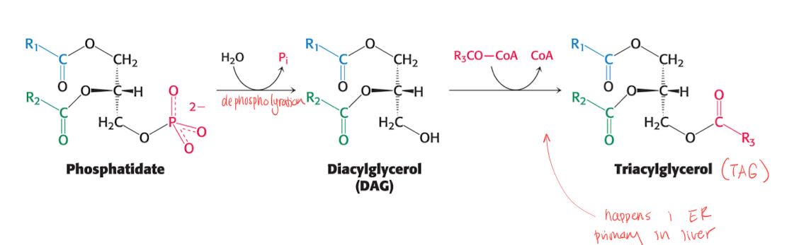 <p>PA is <u>de-phosphorylated</u> to form TAG. A 3rd FA is activated by CoA, replaces the phosphate group in PA. The reaction happens primarily in the liver cells ER mmembrane. </p>