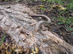 <p>San Juan Co. • To 7.5cm SVL • Thin brown/tan stripes on dorsum with alternating white, tan, or brown stripes on sides</p>