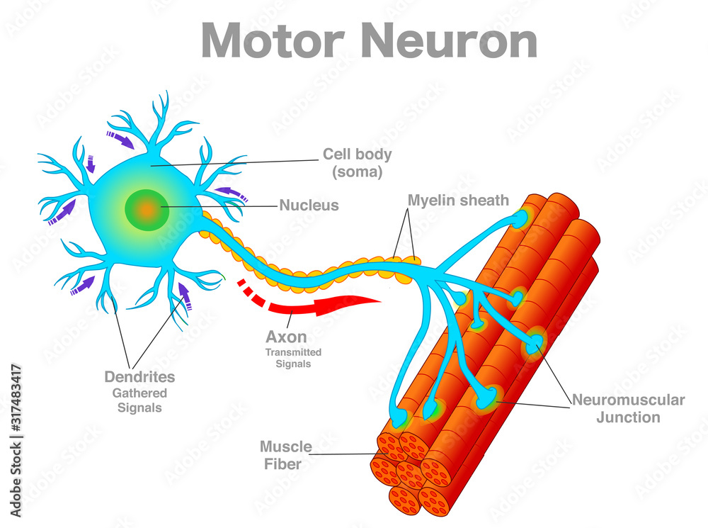 <p><strong>nucleus </strong>of nerve cell<em> (memorize its location)</em></p>