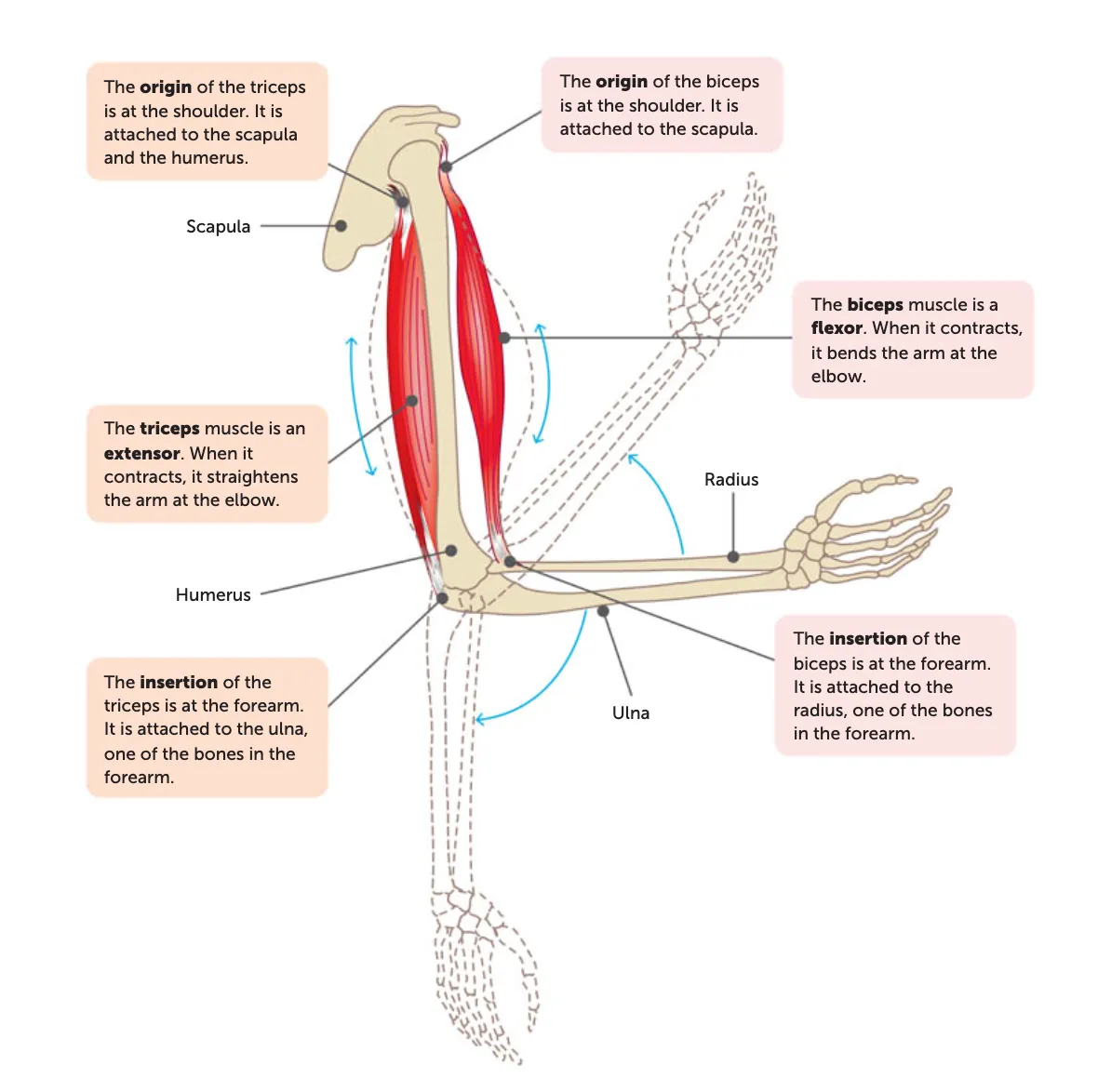 <p>the end of a muscle that is fixed to the stationary bone</p>