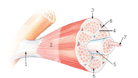 <p>what is #8?</p>