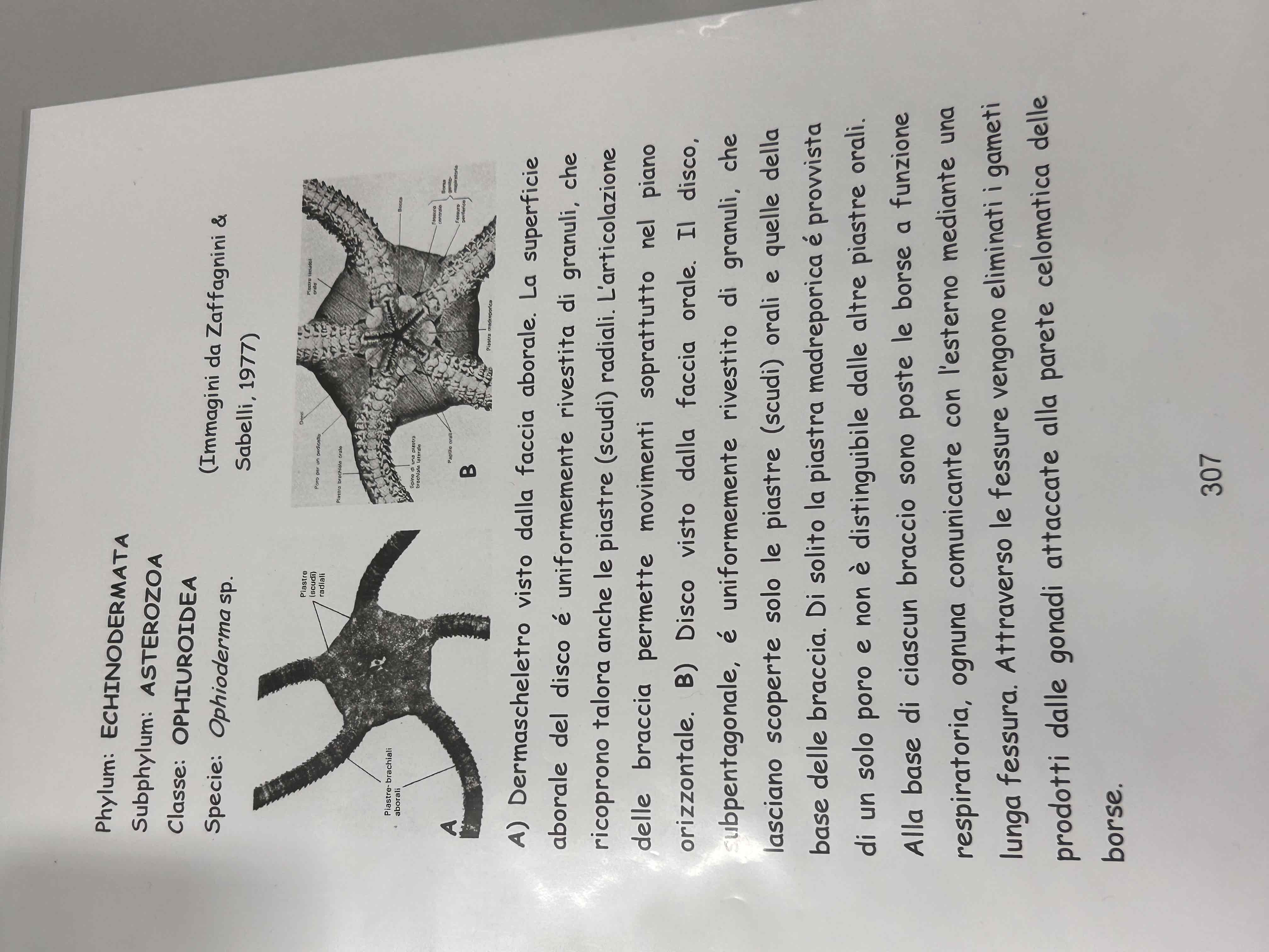 <p>Echinodermata</p><p>Ofiuroidei</p><p>Ophioderma sp</p>