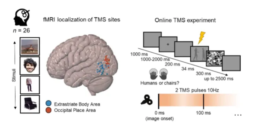 <p>fMRI-guided TMS (Transcranial Magnetic Stimulation) is an advanced, personalized brain therapy that uses functional MRI (fMRI) to pinpoint exact brain regions or networks involved in a patient's symptoms, then uses TMS magnetic pulses to modulate activity in those specific areas, improving balance and function for conditions like depression, anxiety, or TBI, unlike traditional TMS which uses more general landmarks. </p><p>It's a powerful tool for research and treatment, allowing scientists to see how stimulating one area affects the whole brain network in real-time. </p>