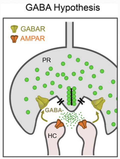 <ol><li><p>Glutamate released by photoreceptors depolarizes HCs</p></li><li><p>Causes release of GABA to cone receptors</p></li><li><p>Causes hyperpolarization of photoreceptors</p></li><li><p>reduces photoreceptor glutamate release</p></li></ol><p></p>