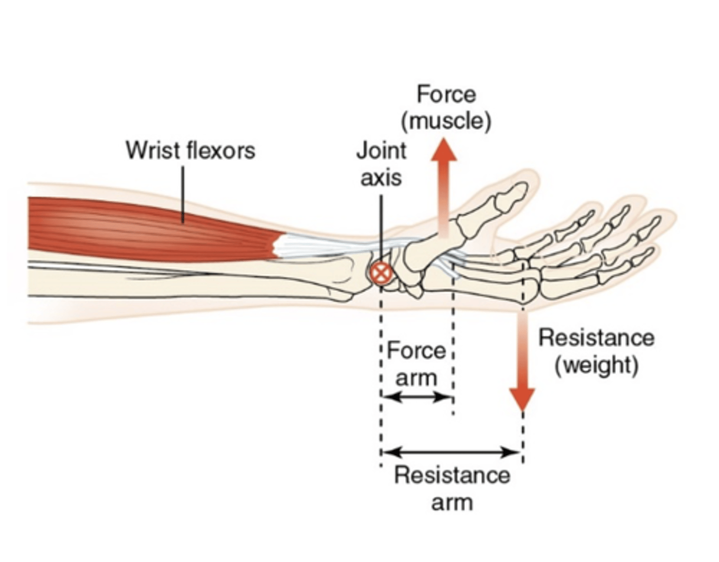 <ul><li><p>Force arm (FA) is less than resistance arm (RA)</p></li><li><p>relatively more force is needed to create movement</p></li></ul><p></p>